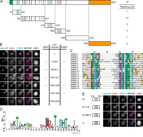 Figure 3 From Arrayed BUB Recruitment Modules In The Kinetochore