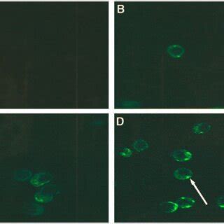 Cellular Uptake Of Fitc Labeled Anti Cd Antibody By Ramos Cd