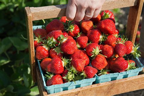 Boston MA Area Strawberry Picking Farm – Parlee Farms