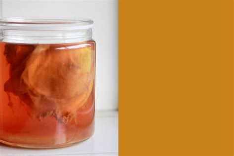 What Is a SCOBY? Plus, How to Use It to Make Kombucha - Brightly