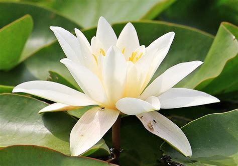 Growing Water Lilies A Full Planting Guide Gardening Tips