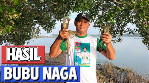 Pasang Perangkap Udang Bubu Naga Pasang Bubu Naga Di Tambak Dijamin