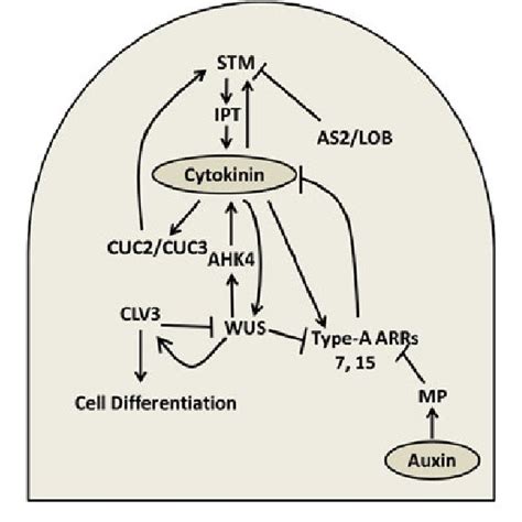 Interaction Between Cytokinin And Auxin In The Shoot Apical Meristem