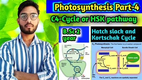 C4 Cycle Hatch Slack Pathway Photosynthesis Part 4 YouTube