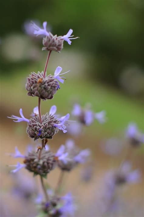 Cleveland Sage - South Coast Botanic Garden Foundation