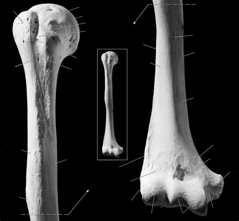 Features Of The Humerus Part 1 Diagram Quizlet