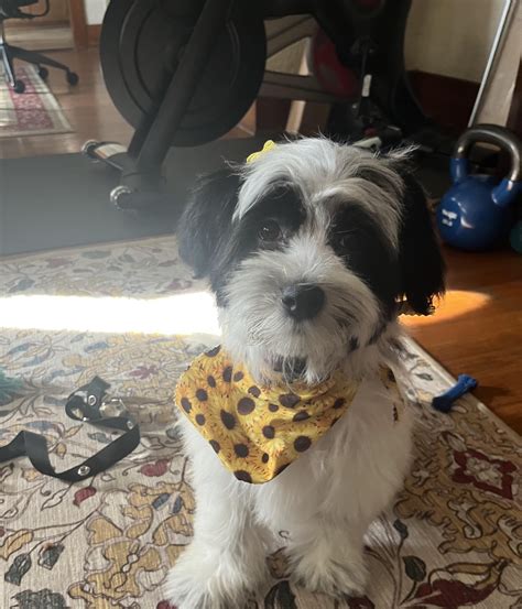 Does this look like a Havanese to you? : r/Havanese