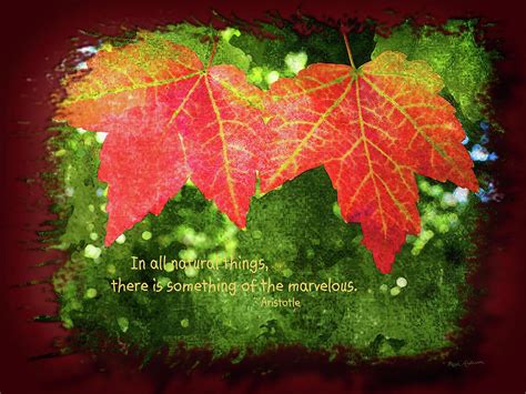 Maple Leaves In Autumn Wquote Photograph By Mick Anderson Fine Art