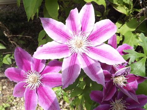 How To Plant And Grow Clematis Vines Dengarden