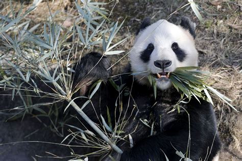 Everything You Need To Know About Pandas