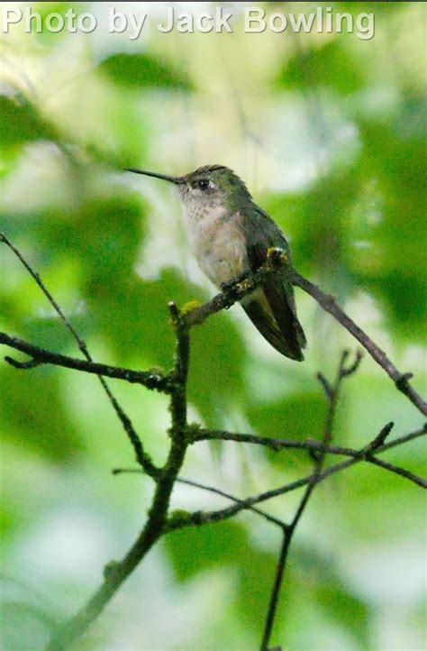 Calliope Hummingbird East Cascades Audubon Society