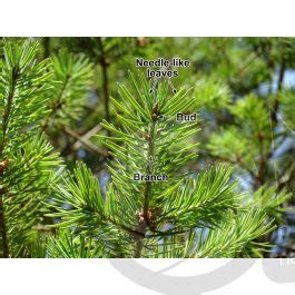 Pseudotsuga Menziesii Fastigiata Douglas Fir Leaf Leaf