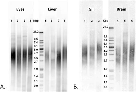 Characterization Of Telomeres And Telomerase Expression In Xiphophorus