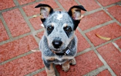 Blue Heeler Puppy Pictures - Dogs Breeds Guide