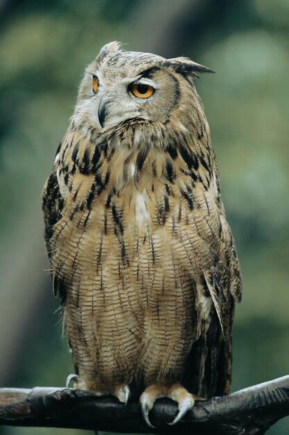 Premium Photo Nighttime Predators Owls Hunting Under The Moon Silent