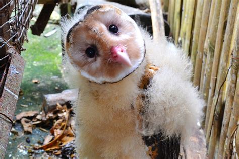 Philippine Grass Owl Tyto Longimembris Owl Chick From Bo Flickr