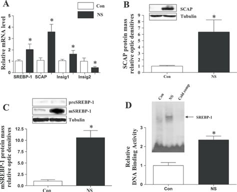 Gene Expression Of Hepatic Sterol Regulatory Element Binding Protein