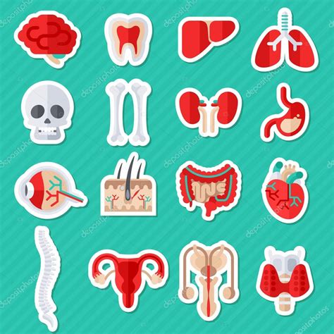 Human Internal Organs Flat Icons Stickers Stock Vector Kotoffei