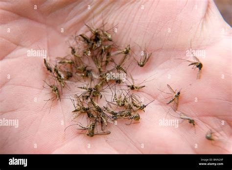 Mosquitoes alaska hi-res stock photography and images - Alamy