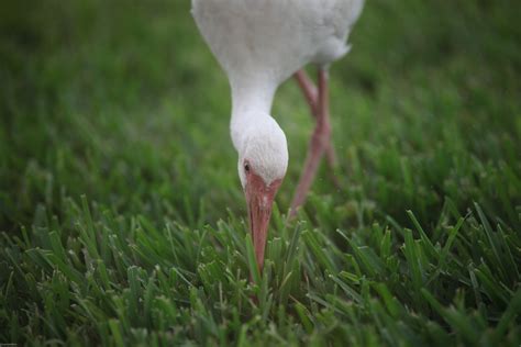 Free Images Nature Lawn Meadow Flower Animal Wildlife Green