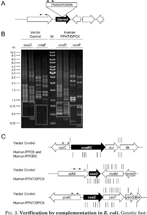 Figure 3 From Complete Reconstitution Of The Human Coenzyme A