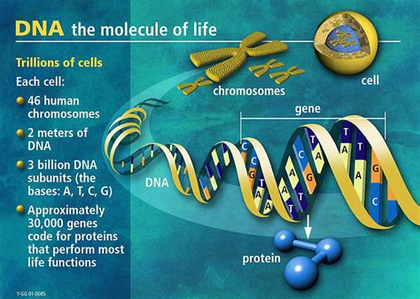 Hd Wallpaper Dna Spiral Genetics Twisted Wallpaper Flare