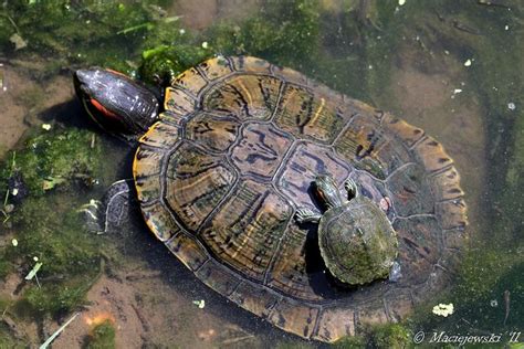 Red-eared Slider Turtles | Red eared slider, Red eared slider turtle, Slider turtle