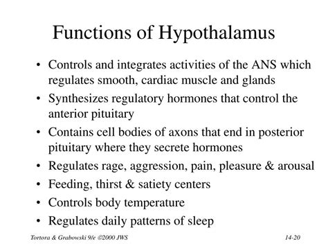 Ppt Chapter 14 The Brain And Cranial Nerves Powerpoint Presentation