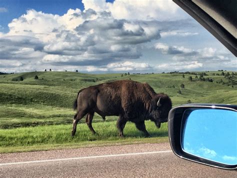 Bison Crossing at Custer State Park - Thirdeyemom