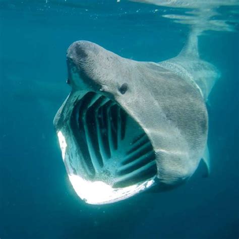 Scary-Looking Basking Sharks Are The Gentle Giants Of The Ocean - The Dodo