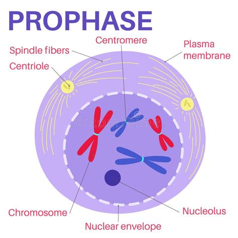 Prophase Diagram Stock Illustrations – 94 Prophase Diagram Stock Illustrations, Vectors ...