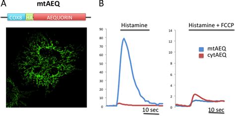 A Schematic Representation Upper And Immunolocalization Lower Of