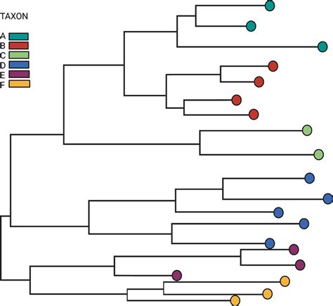 A Mock Phylogenetic Tree Displaying Six Different Taxa Of Genetically