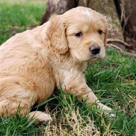 Indy Golden Cocker Retriever Puppy 637516 | PuppySpot