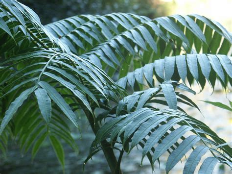 Angiopteris evecta"Giant Fern" - Paten Park Native Nursery