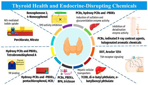 Cancers Free Full Text Thyroid Carcinoma A Review For 25 Years Of