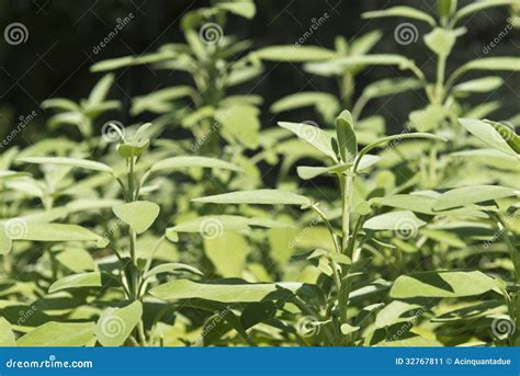 Plantas Sabias Imagen De Archivo Imagen De Hierba Alimento