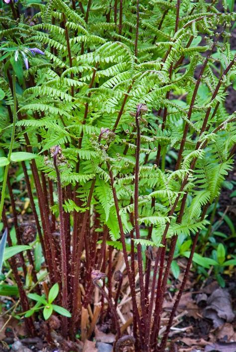 Athyrium Felix Femina Lady In Red Папоротниковый сад Посадка