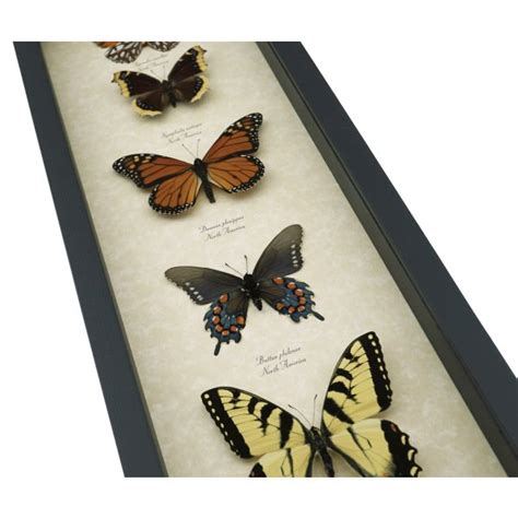 North American Butterfly Collection Real Framed Butterflies