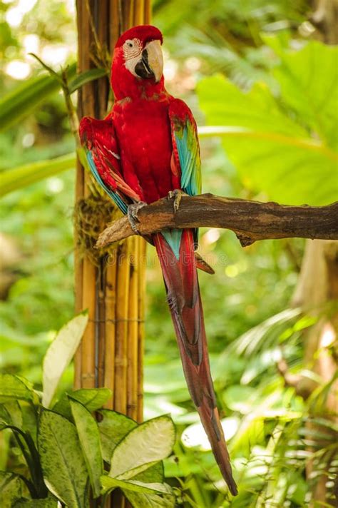 Scarlet Macaw Red Parrot Sitting On Branch Stock Image Image Of