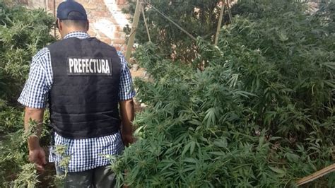 Neuqu N Secuestraron Marihuana Y Coca Na Tras Allanamiento