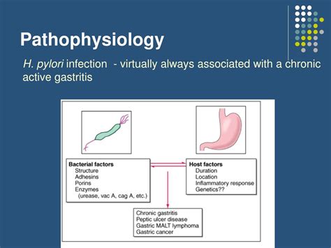 Peptic Ulcer Disease Pathophysiology