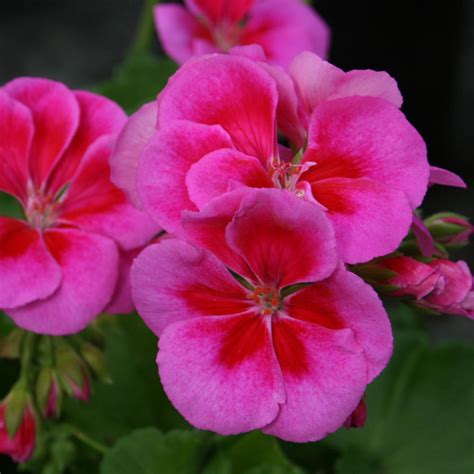 Pelargonia “FLOWER FAIRY VIOLET” – Silja