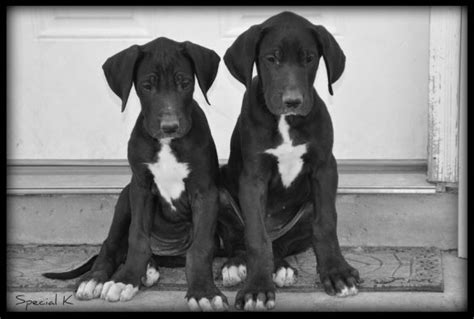 Great Dane Mix With Labrador Dog Facts Black Labrador Dog