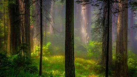 Plants Leaves Nature Mist Grass Forest Branch Trees Sunlight