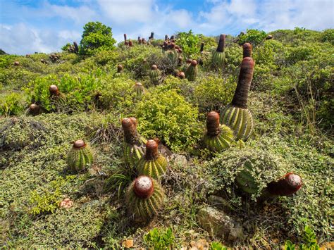 8 Incredible Hikes on St. John: Exploring Virgin Islands National Park ...