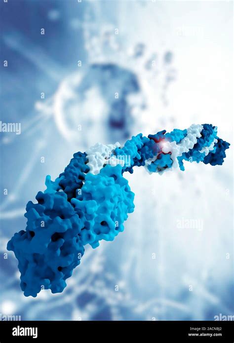 Fibrinogen Molecular Model Showing The Structure Of The Blood Clotting