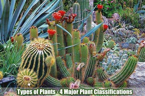 Classification of Plants | 4 Main Types of Plants | BioExplorer