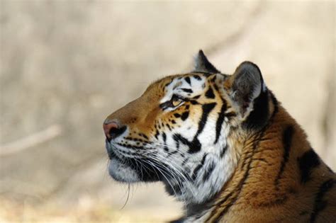 2900 Tiger Side View Stock Photos Pictures And Royalty Free Images