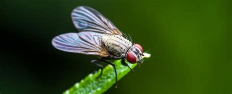 The Wings of Insects Might Have Evolved From The Legs of Crustaceans ...